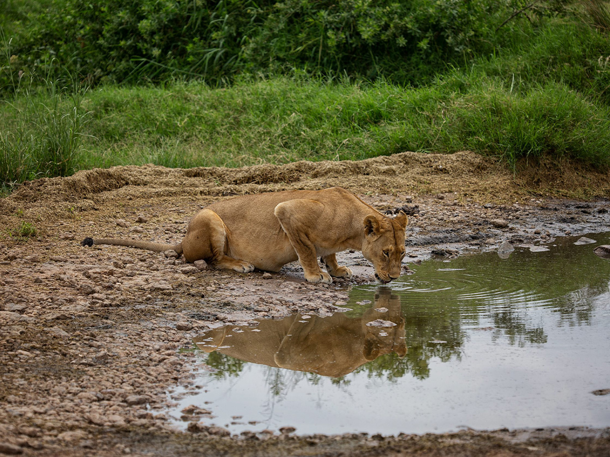 5 Days Lodge & Tented Safari