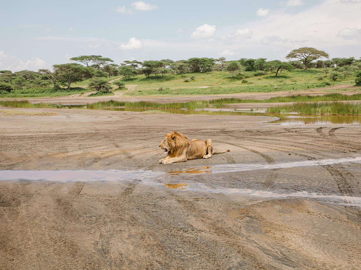 Authentic Tanzania Safari Adventure 6 Days 5 Nights