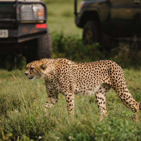 Northen Serengeti Adventure 6Days 5Night