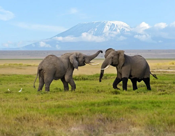 04 Days Naivasha & Amboseli National Park - Minivan