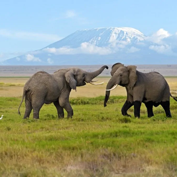 04 Days Naivasha & Amboseli National Park - Minivan