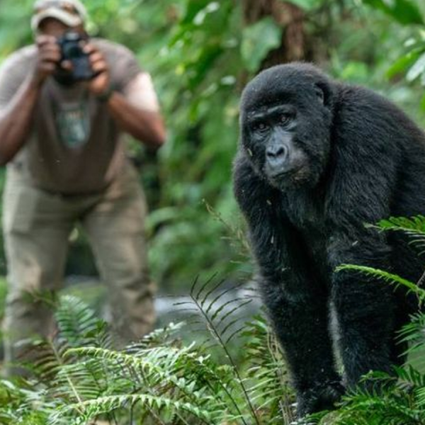 4 Days Gorilla Trekking in Bwindi Impenetrable Forest Uganda