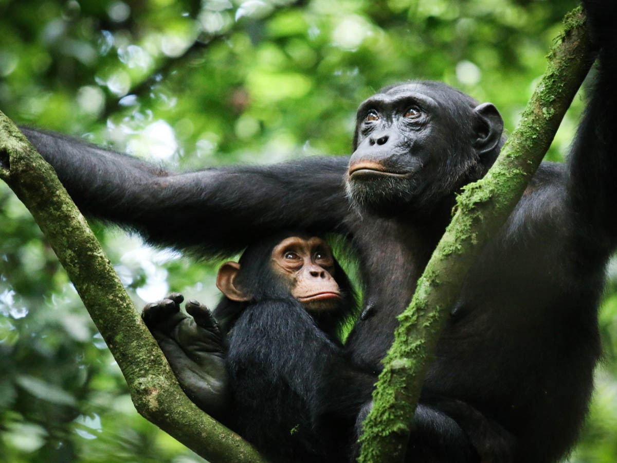 5 Days Chimpazee and Gorilla Tracking