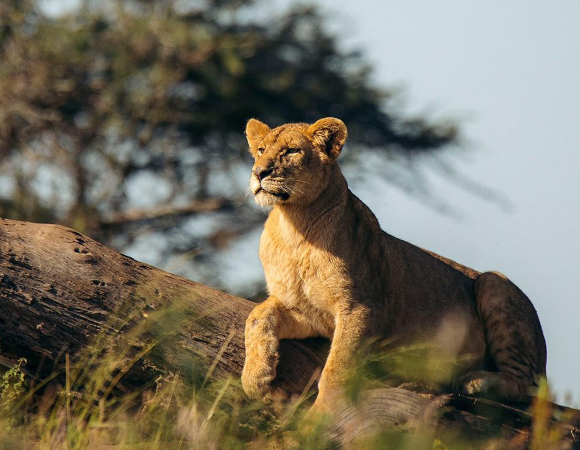 7-Day Luxury Safari in Tanzania: Explore Serengeti, Ngorongoro Crater, and Tarangire