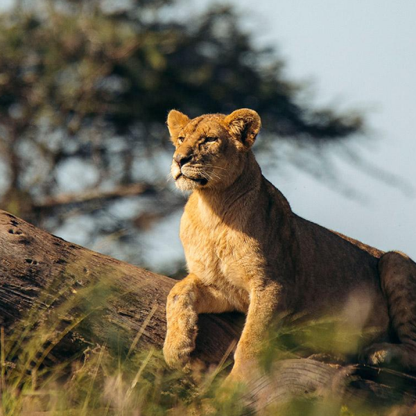 7-Day Luxury Safari in Tanzania: Explore Serengeti, Ngorongoro Crater, and Tarangire