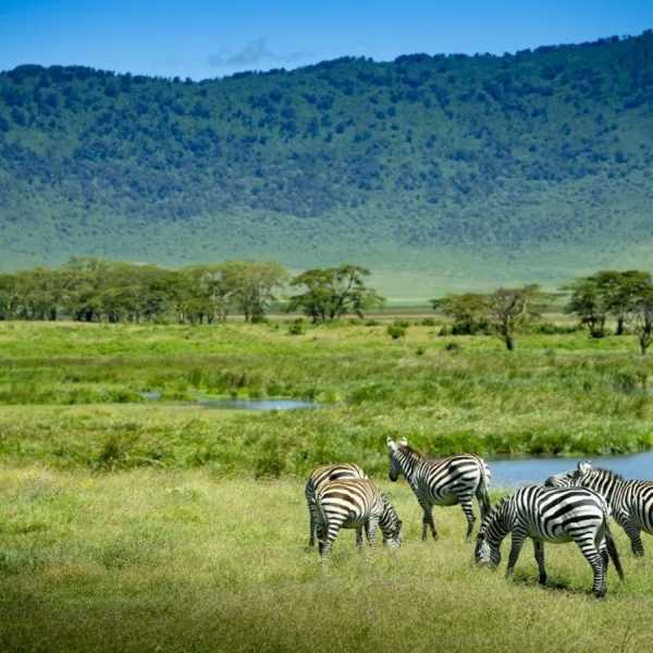 Ngorongoro Expedition – In-Depth Exploration of Ngorongoro’s Wonders