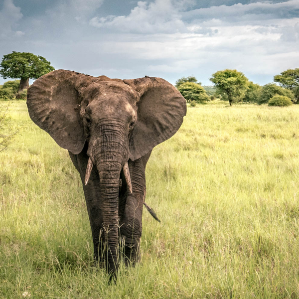 Authentic Tanzania Safari (Serengeti, Lake Natron & Ngorongoro)