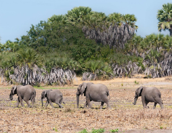 Selous to Saadani 5-Day Safari