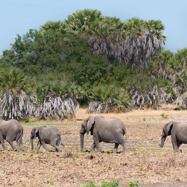 Selous to Saadani 5-Day Safari