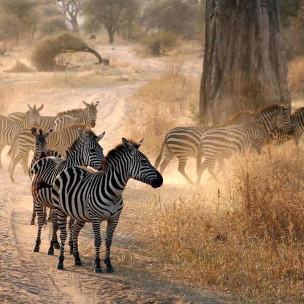 Maasai Lodge & Arusha National Park Safari