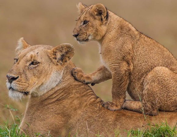 Fly Me to Laikipia & Masai Mara