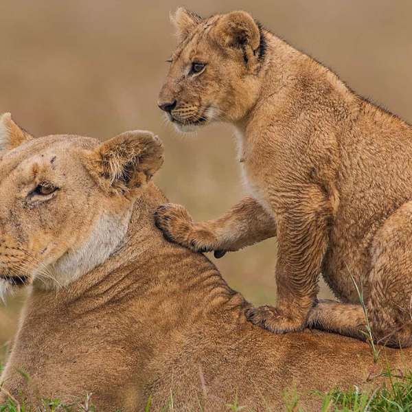 Fly Me to Laikipia & Masai Mara