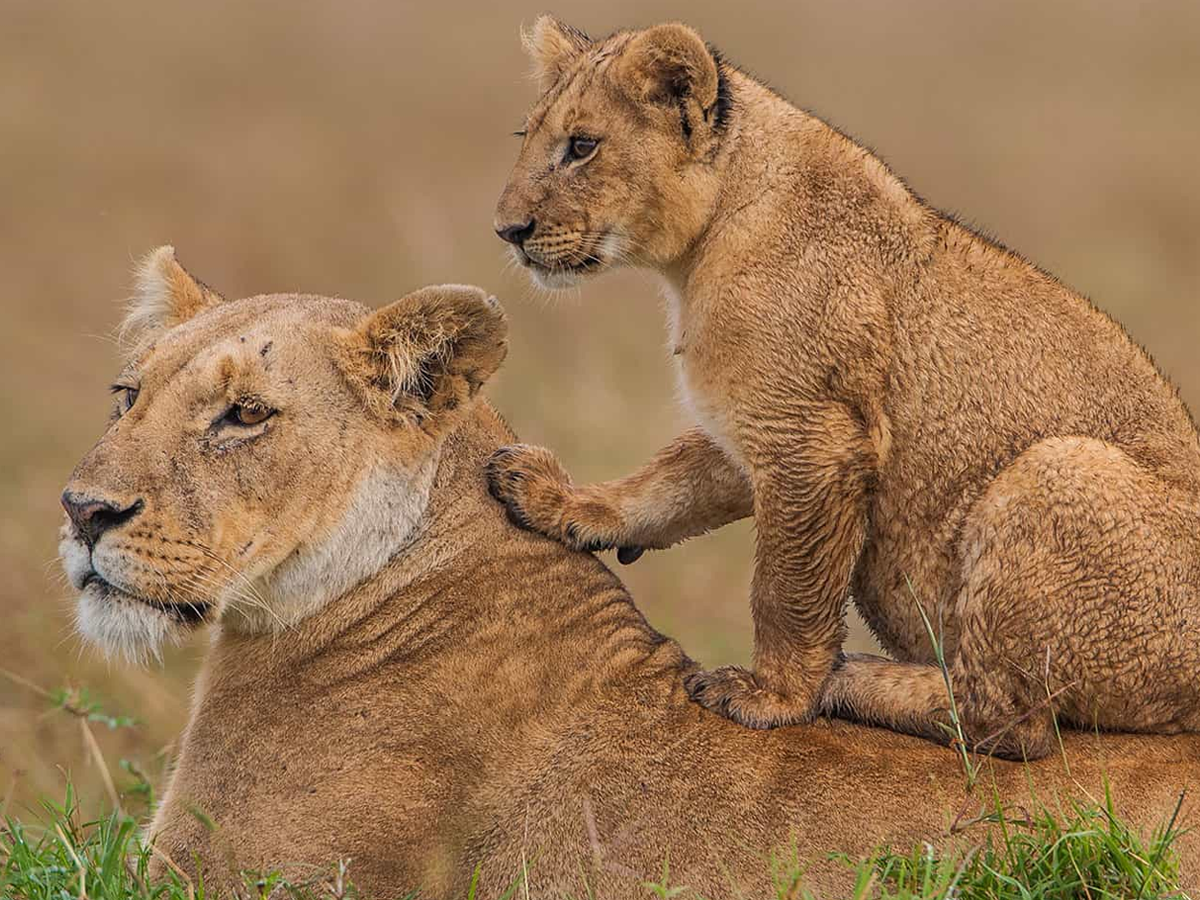 Fly Me to Laikipia & Masai Mara