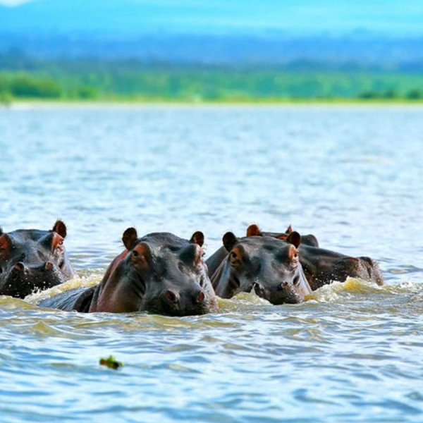 Short and Sharp East Coast Itinerary, 4 Days/3 Nights. Saadani National Park