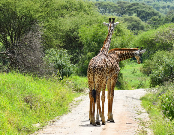 Wildlife Safari: Selous, Mikumi, Ruaha, Katavi & Mafia Island