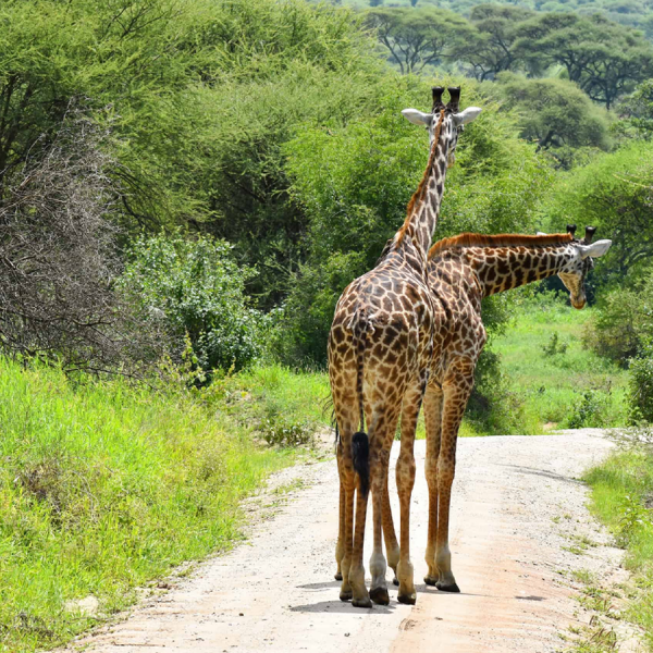 Wildlife Safari: Selous, Mikumi, Ruaha, Katavi & Mafia Island