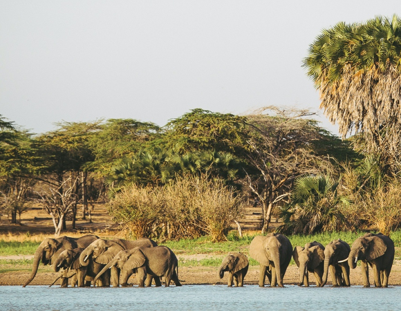 Selous and Ruaha Safari Itinerary for 8 Nights/9 Days