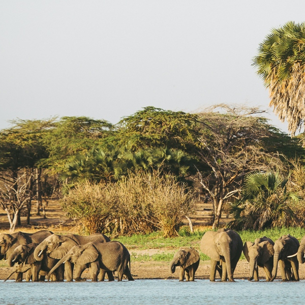 Selous Safari Adventures Safari Itinerary for 3 Days/2 Nights