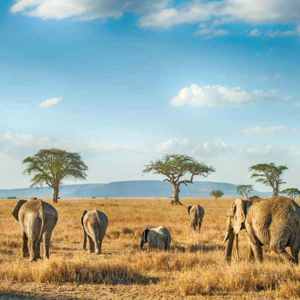 4 Days / 3 Nights Short & Sharp Safari (Comfort Basis)