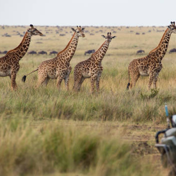 Affordable Tanzania Serengeti Safari 5 Days 4 Nights