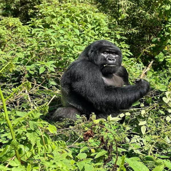 4 Day Gorilla Trekking Adventure Amidst the Mystical Mist