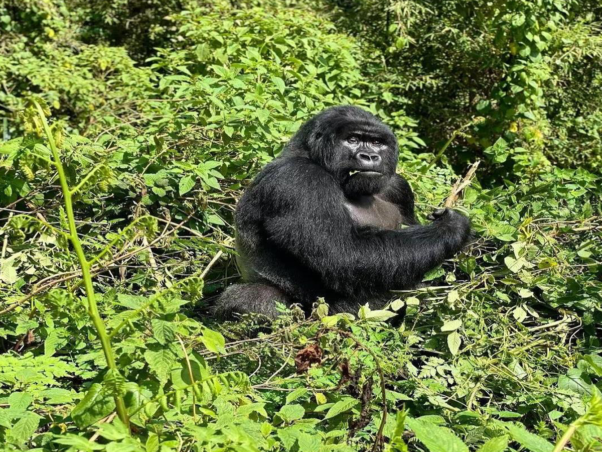 4 Day Gorilla Trekking Adventure Amidst the Mystical Mist