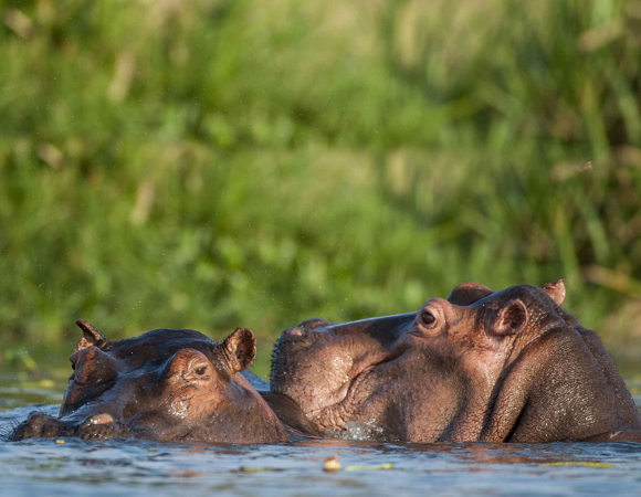 Wildlife Safari – Selous, Mikumi, Ruaha, Saadani, and Mafia Island