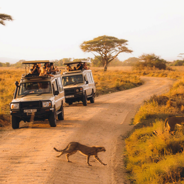 Affordable Tanzania Serengeti Safari 5 Days/4 Nights